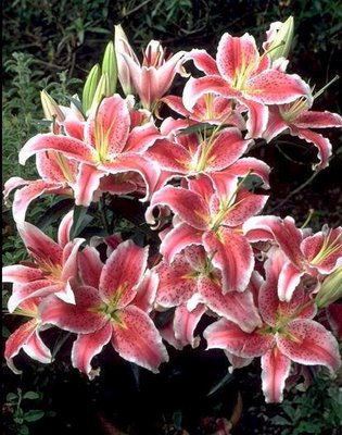 attachmentphp?attachmentid101533&ampd1252279968