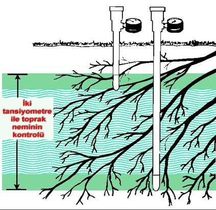 Name:  tansiy.jpg
            Views: 49896
            Size:  42.4 KB