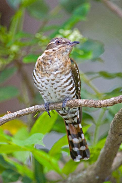 Name:  Dideric-Cuckoo-0008.jpg
Views: 336
Size:  43.5 KB