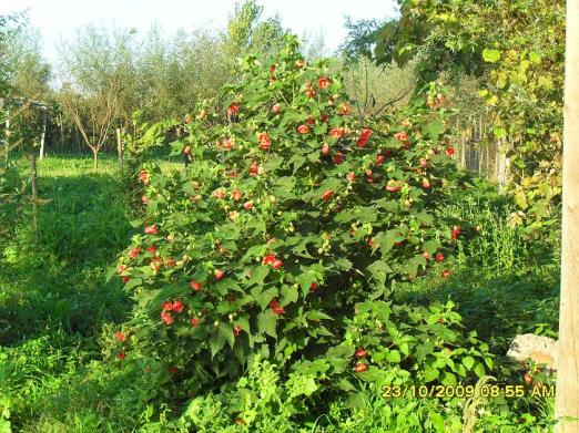 attachmentphp?attachmentid113010&ampd1257448365