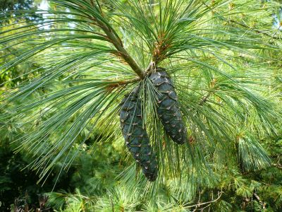 Name:  PinusWallichiana.jpg
Views: 8335
Size:  45.1 KB
