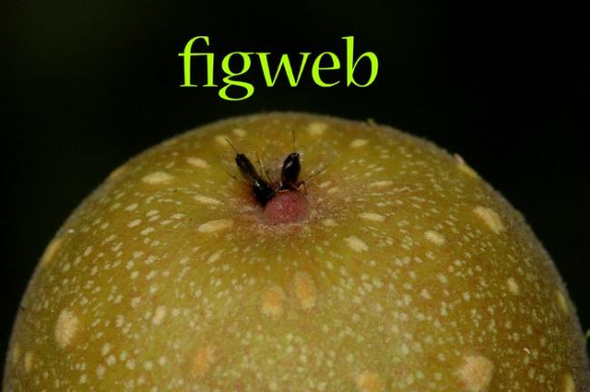 Name:  FigWeb_frontpage.jpg
Views: 6292
Size:  30.5 KB