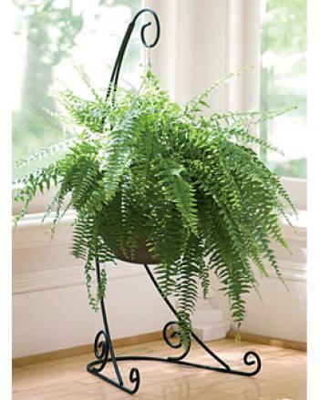 Name:  crescent-plant-stand.jpg
Views: 41211
Size:  29.3 KB
