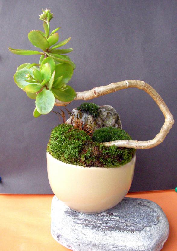 Name:  bonsai 01.jpg
Views: 1318
Size:  70.1 KB