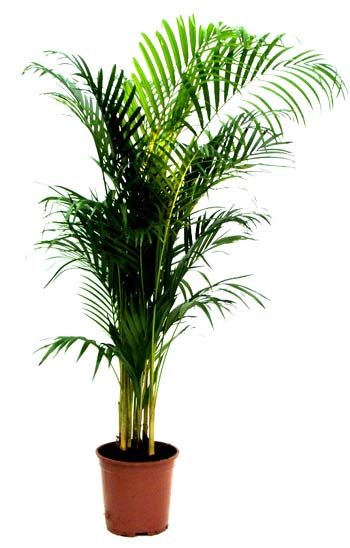 Name:  Areca.jpg
Views: 68163
Size:  32.4 KB