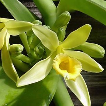 Name:  vanilla-planifolia.jpg
Views: 26641
Size:  22.9 KB