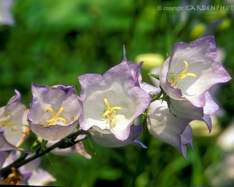 Name:  Campanula persicifolia 'Chettle Charm' flowers.jpeg
Views: 2303
Size:  26.1 KB