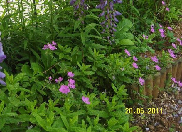 Name:  Geranium clarkei Kashmir Purple.jpg
Views: 2218
Size:  70.7 KB