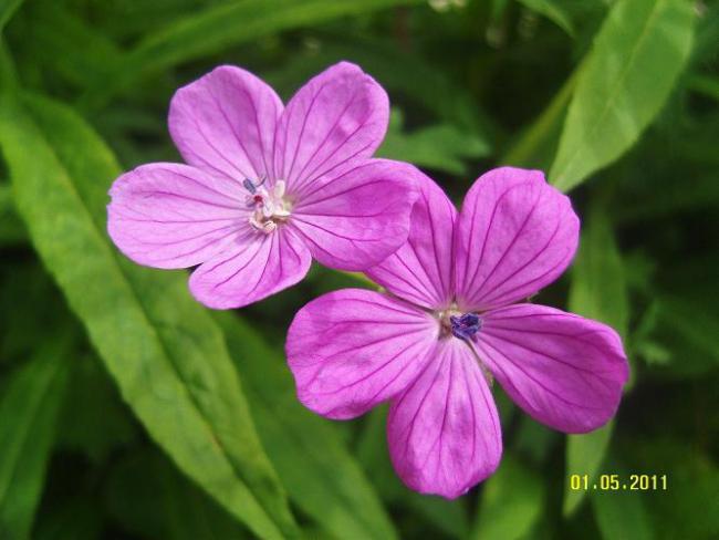 Name:  Geranium clarkei Kashmir Purple2.jpg
Views: 1967
Size:  36.9 KB