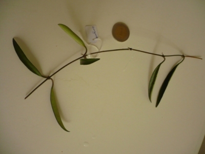 Name:  angustifolia.JPG
Views: 1045
Size:  57.1 KB