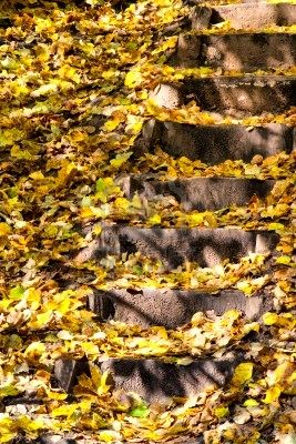 Name:  5854904-staircase-at-autumn-forest.jpg
Views: 1619
Size:  46.6 KB