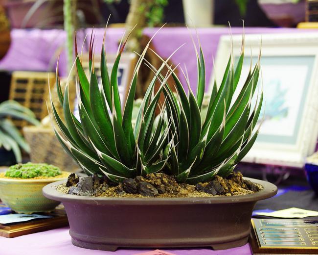 Name:  Agave pelcry, Best Agave, Kimo T.jpg
Views: 3785
Size:  62.3 KB
