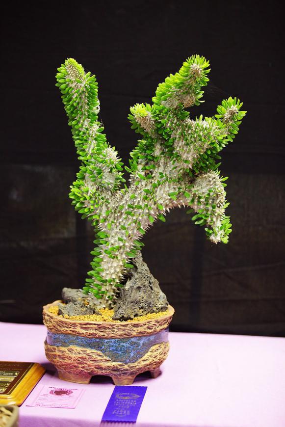 Name:  Alluaudia procera crested, Best Novice Succulent, Kimo T.jpg
Views: 3968
Size:  73.0 KB