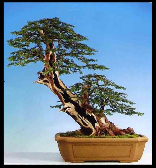 Name:  bonsai3large[1].jpg
Views: 2565
Size:  56.8 KB