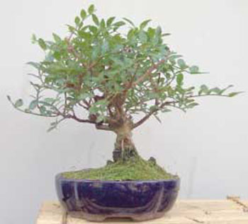 Name:  pistacia-lentiscus-bonsai[sakz aac]1.jpg
Views: 10824
Size:  35.7 KB