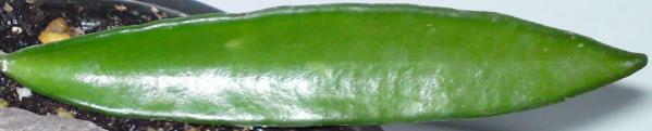 Name:  Hoya-angustifolia-leaf1.jpg
Views: 10910
Size:  12.8 KB