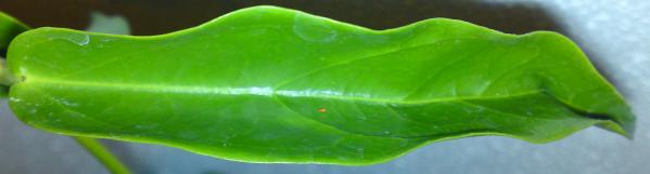 Name:  Hoya-chlorantha-leaf.jpg
Views: 11216
Size:  12.4 KB