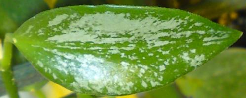 Name:  Hoya-collina-leaf.jpg
Views: 11046
Size:  16.9 KB