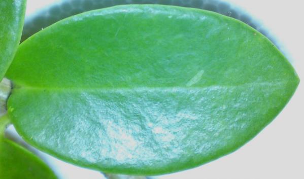 Name:  Hoya-cummingii-leaf.jpg
Views: 13425
Size:  24.5 KB