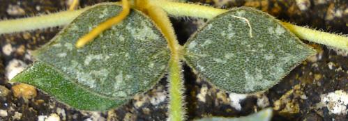 Name:  Hoya-curtisii-leaf.jpg
Views: 11037
Size:  23.2 KB