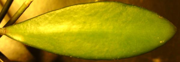 Name:  Hoya-davidcummingii-leaf.jpg
Views: 11043
Size:  14.1 KB