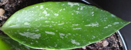 Name:  Hoya-gracilis-leaf.jpg
Views: 11118
Size:  17.3 KB