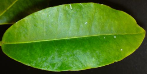 Name:  Hoya-imperialis-leaf.jpg
Views: 11055
Size:  15.6 KB