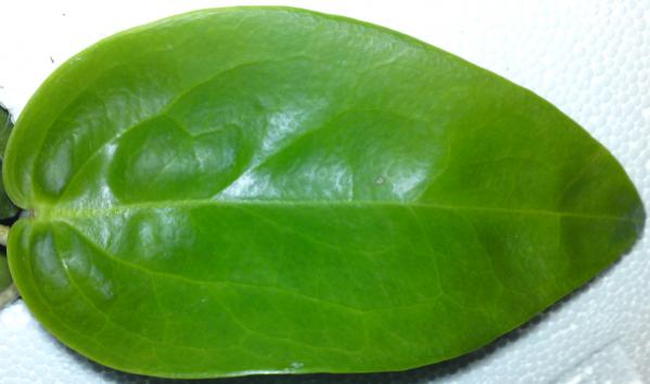 Name:  Hoya-kenejiana-leaf.jpg
Views: 11092
Size:  23.3 KB