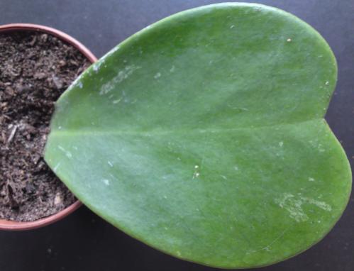 Name:  Hoya-kerrii-leaf.jpg
Views: 13998
Size:  23.4 KB
