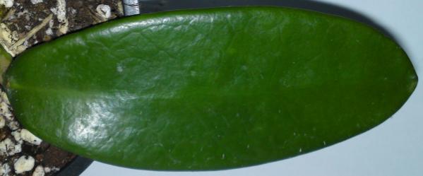 Name:  Hoya-meliflua-leaf-new.jpg
Views: 11112
Size:  18.3 KB