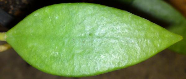 Name:  Hoya-micrantha-leaf.jpg
Views: 11168
Size:  18.9 KB