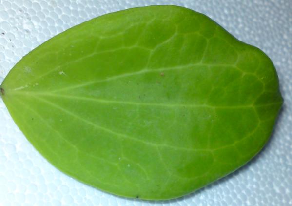 Name:  Hoya-nicholsonii-leaf-New-Arrival.jpg
Views: 10988
Size:  23.4 KB