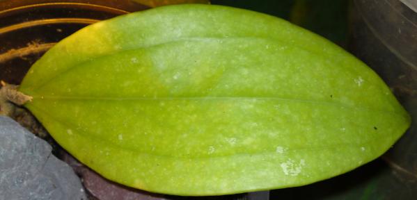 Name:  Hoya-parasitica-leaf.jpg
Views: 10894
Size:  20.1 KB
