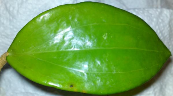 Name:  Hoya-pentaphlebia-leaf.jpg
Views: 11273
Size:  21.1 KB