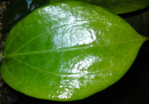 Name:  Hoya-polystachya-leaf1.jpg
Views: 11111
Size:  22.2 KB