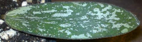 Name:  Hoya-sigillatis-leaf.jpg
Views: 10863
Size:  18.1 KB