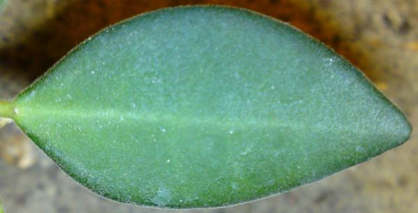 Name:  Hoya-tsangii-leaf.jpg
Views: 11244
Size:  22.8 KB