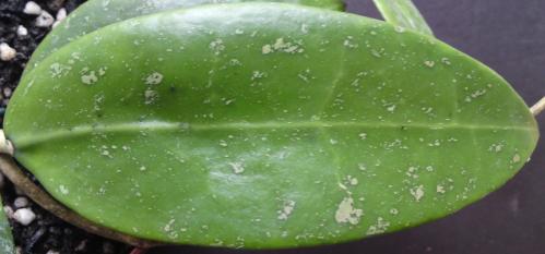 Name:  Hoya-verticillata-Spearmint-leaf.jpg
Views: 10977
Size:  18.4 KB