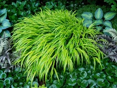Name:  hakonechloa-all gold from a way to garden shade plants 2 blog post.jpg
Views: 5163
Size:  39.2 KB