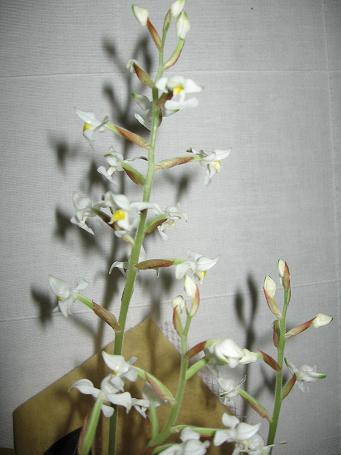 Name:  orkide2.JPG
Views: 1042
Size:  28.5 KB