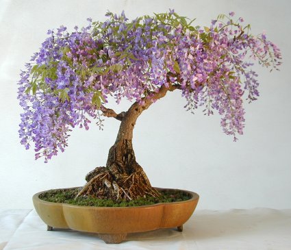 Name:  Wisteria001iB.jpg Views: 967 Size:  39.4 KB