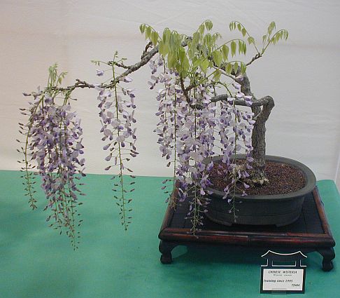 Name:  SacWisteria.jpg Views: 954 Size:  51.6 KB