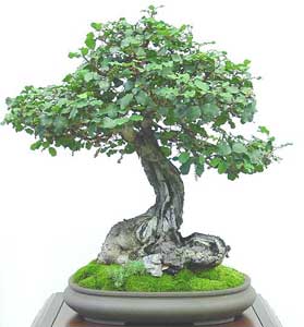Name:  ceratonia-siliqua-bonsai2.jpg
Views: 11953
Size:  13.3 KB