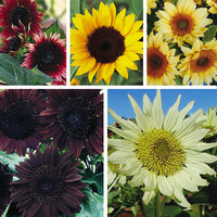 Name:  sunflowers.jpg
Views: 2345
Size:  21.9 KB