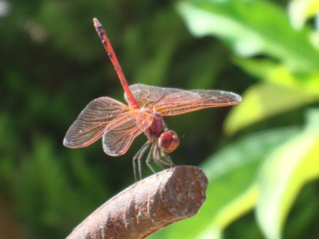 Name:  dragonfly.jpg
Views: 872
Size:  31.0 KB