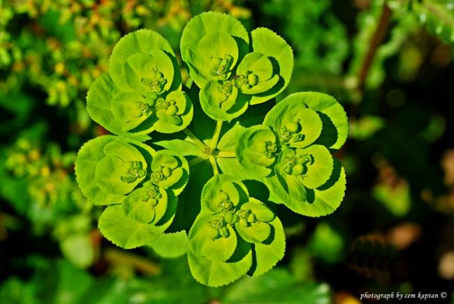 Name:  Euphorbia_Helioscopia-Sarisutlegen-Seherotu (3).jpg
Views: 10160
Size:  46.4 KB