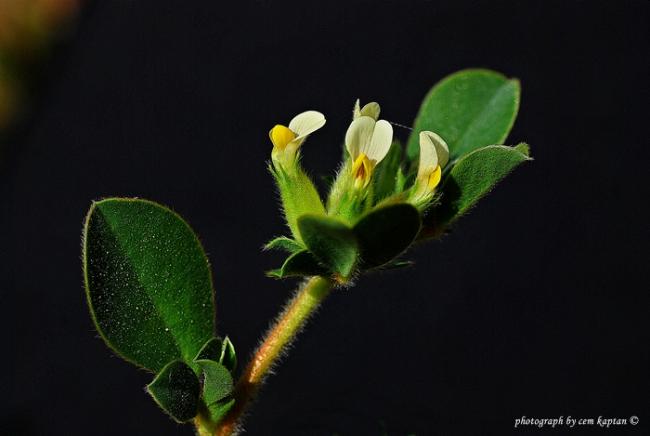 Name:  Anthyllis_Tetraphylla (14).jpg
Views: 3251
Size:  22.9 KB