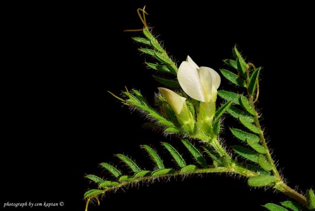 Name:  Astragalus_Depressus (2).jpg
Views: 3340
Size:  28.6 KB