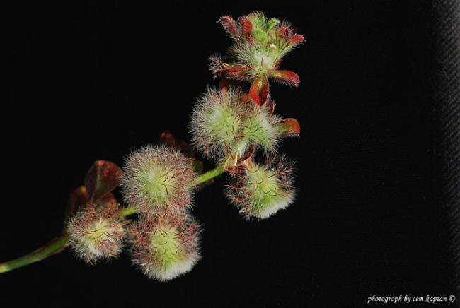 Name:  Trifolium_Pauciflorum (9).jpg
Views: 3104
Size:  27.3 KB