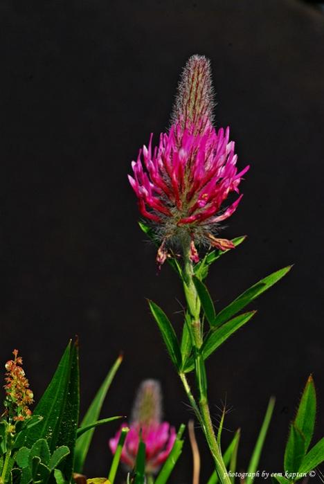 Name:  Trifolium_Purpureum-Kirmizi-Yonca (1).jpg
Views: 5056
Size:  33.9 KB